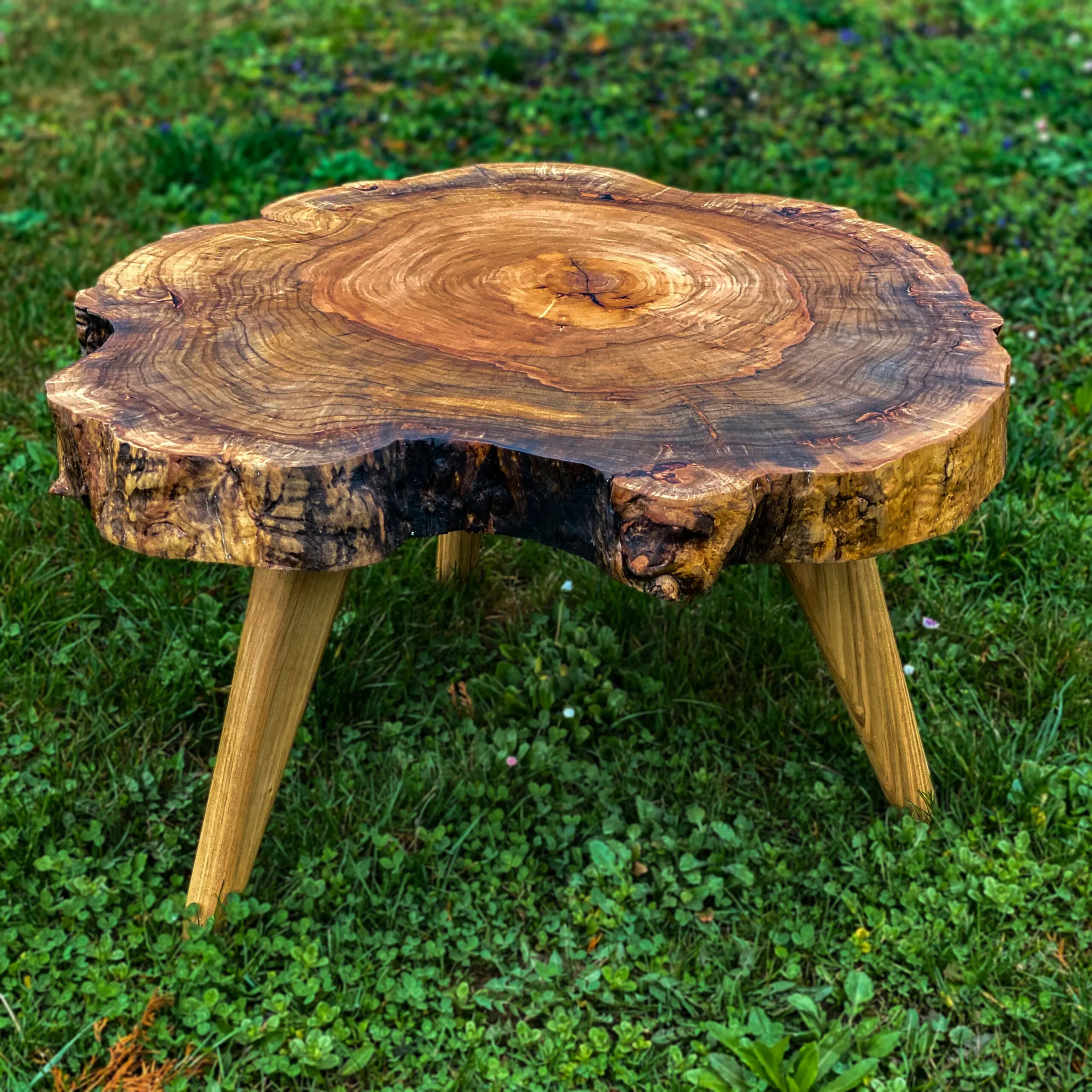 Srebrnolisni javor, tronožac stil, Ø 70 cm