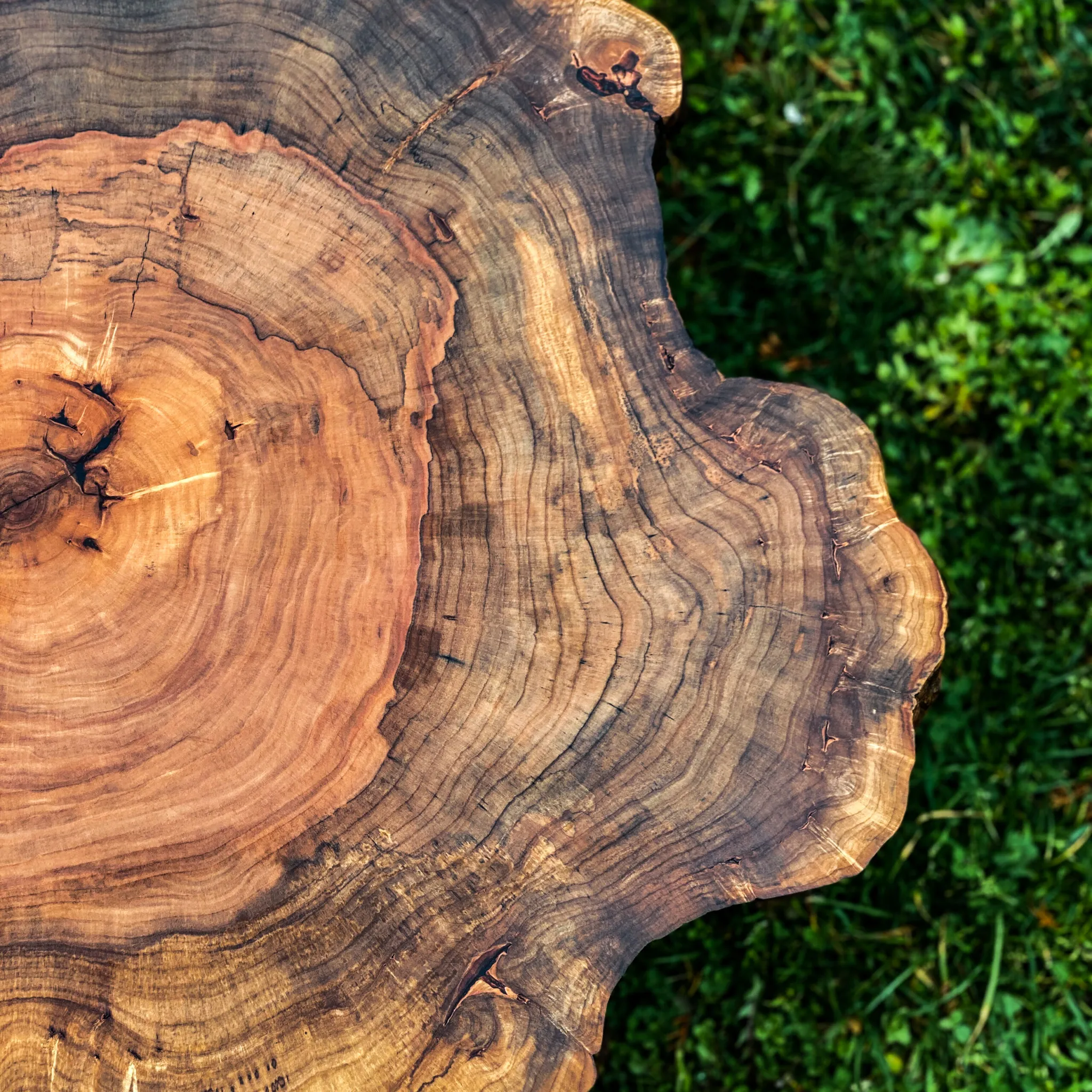 Srebrnolisni javor, tronožac stil, Ø 70 cm