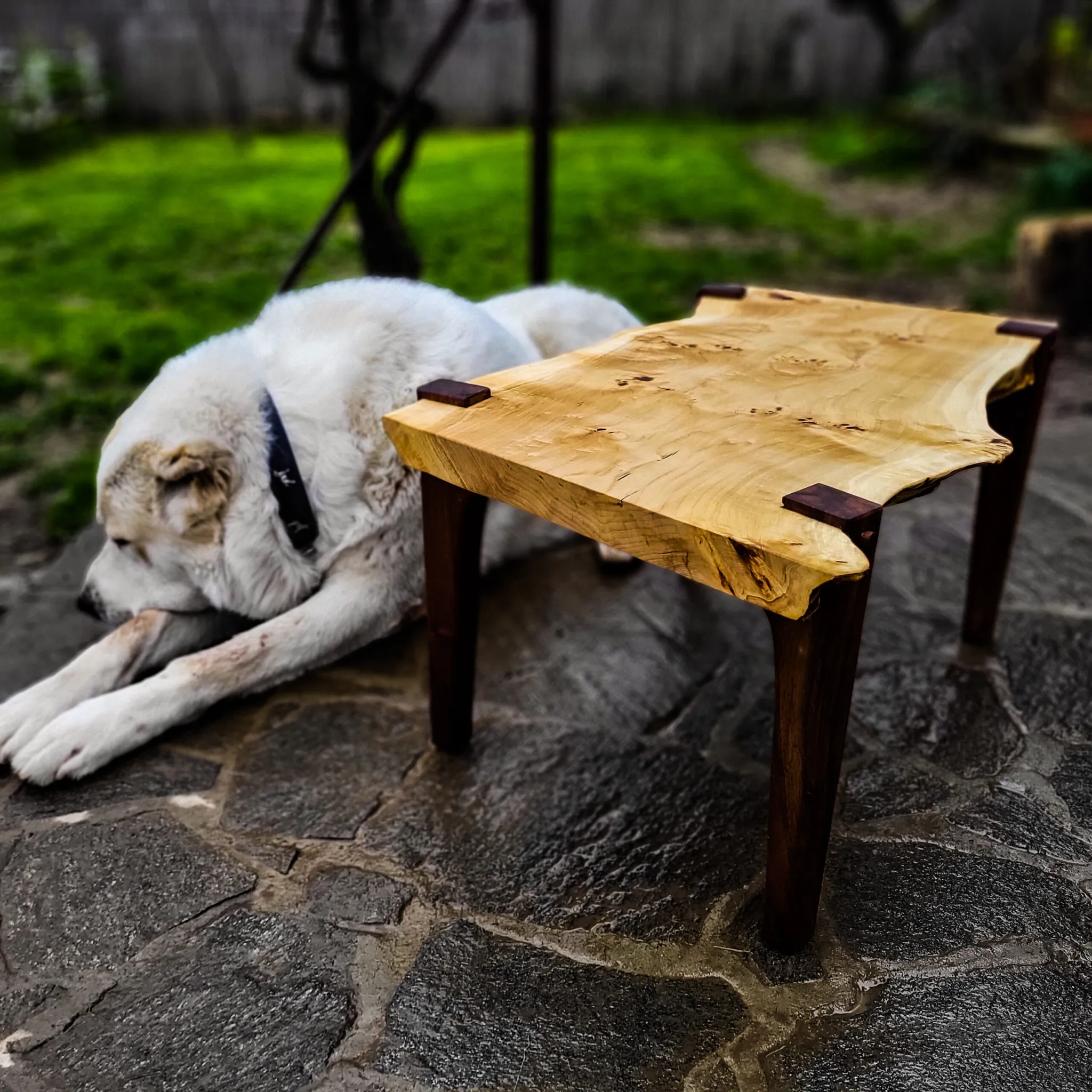 Topola i pareni orah, klub-stočić, 90 x 50 cm