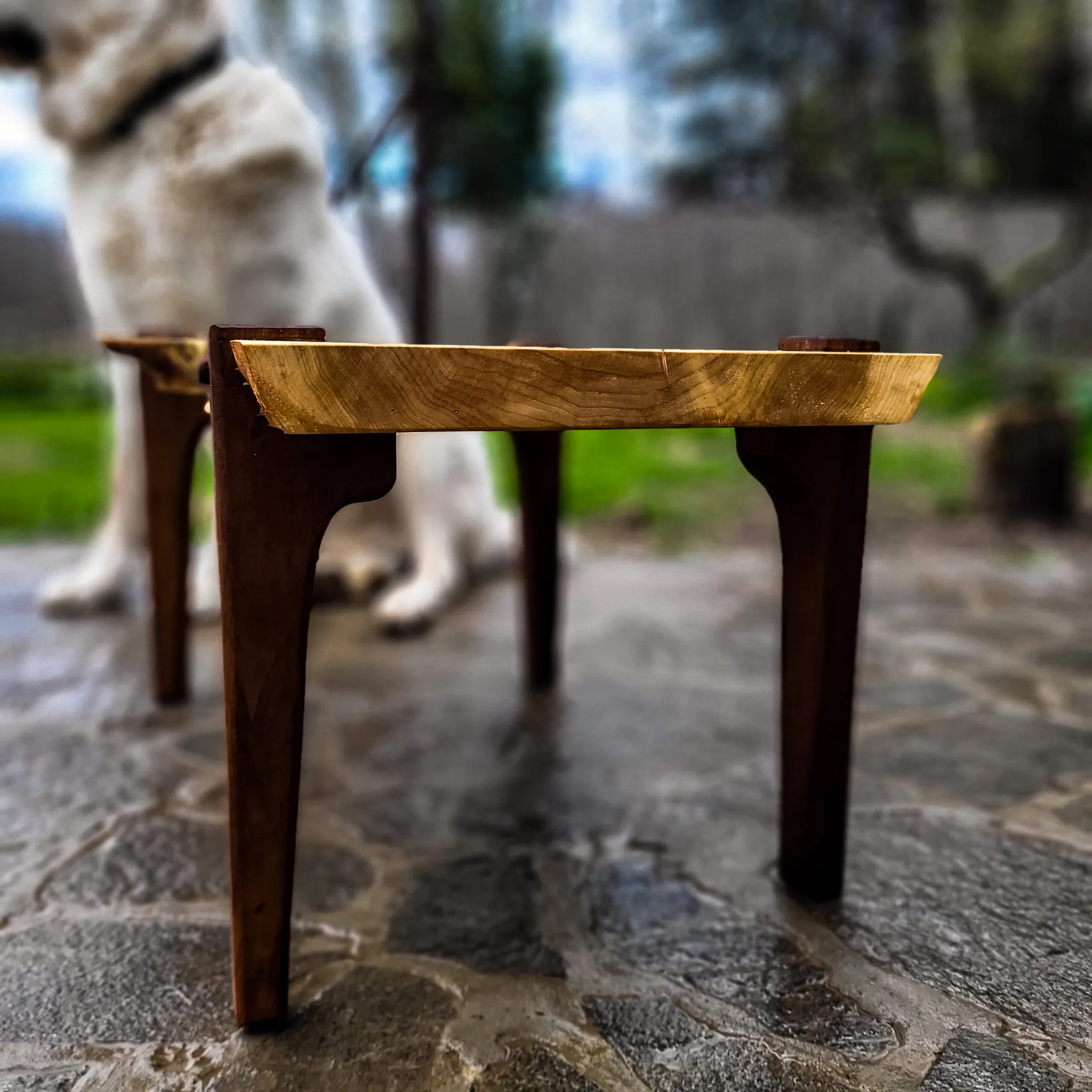 Topola i pareni orah, klub-stočić, 90 x 50 cm