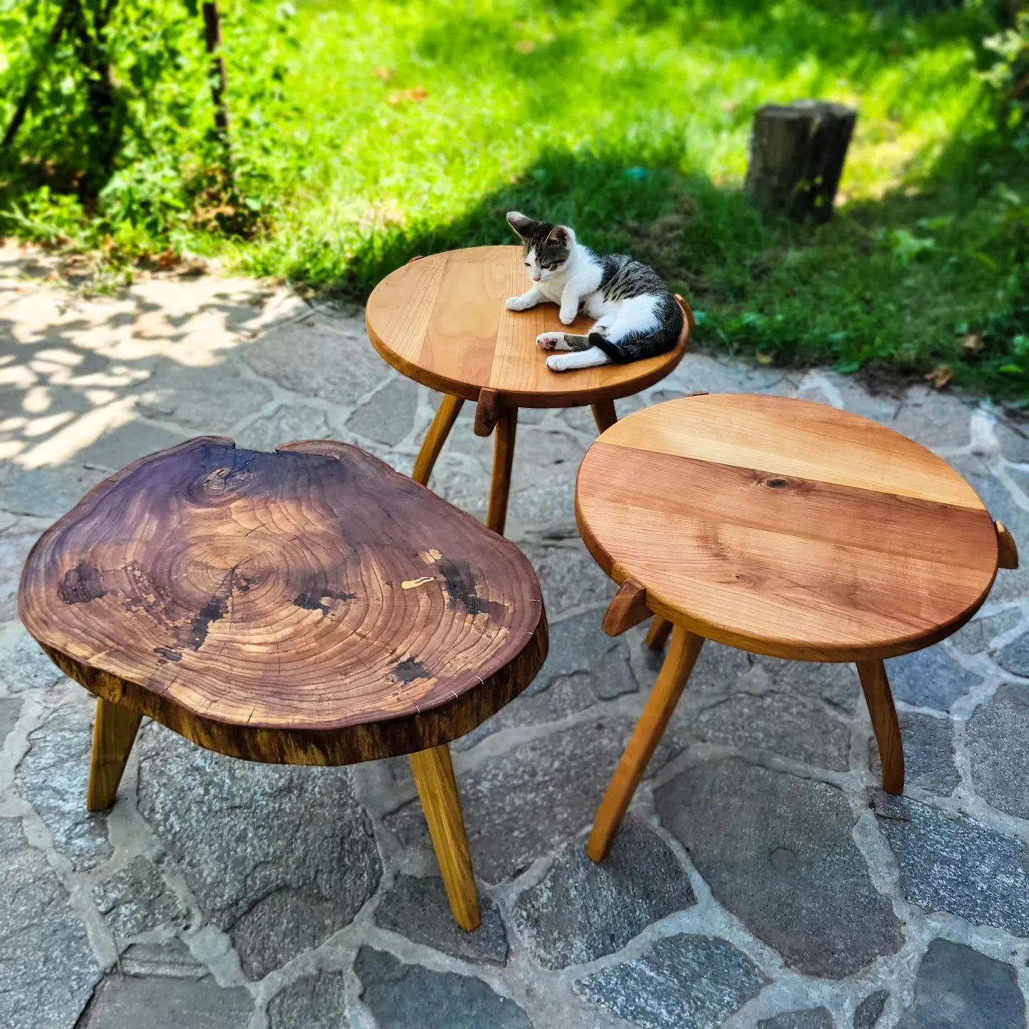 Stočići od trešnje i srebrnolisnog javora i najslađa mačka na svetu