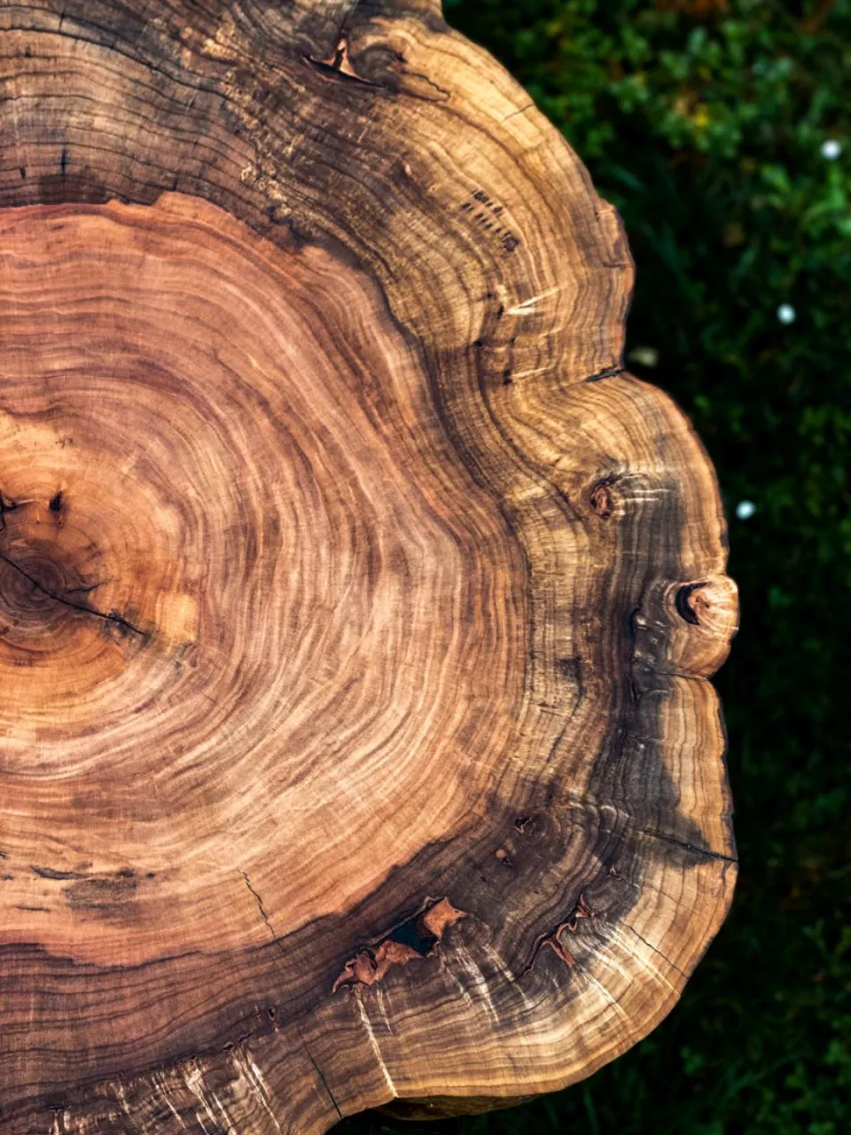 Srebrnolisni javor, tronožac stil, Ø 70 cm