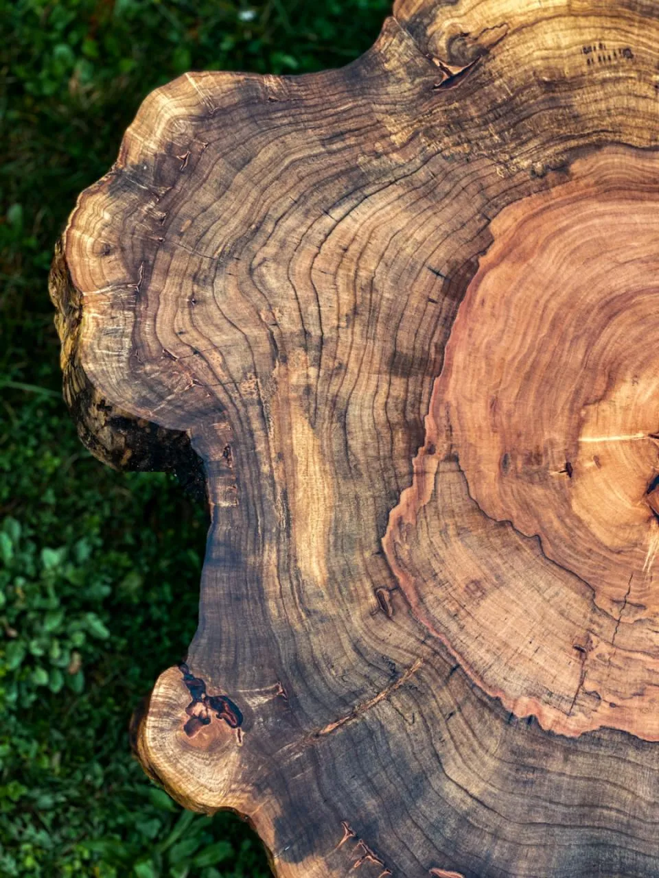 Srebrnolisni javor, tronožac stil, Ø 70 cm